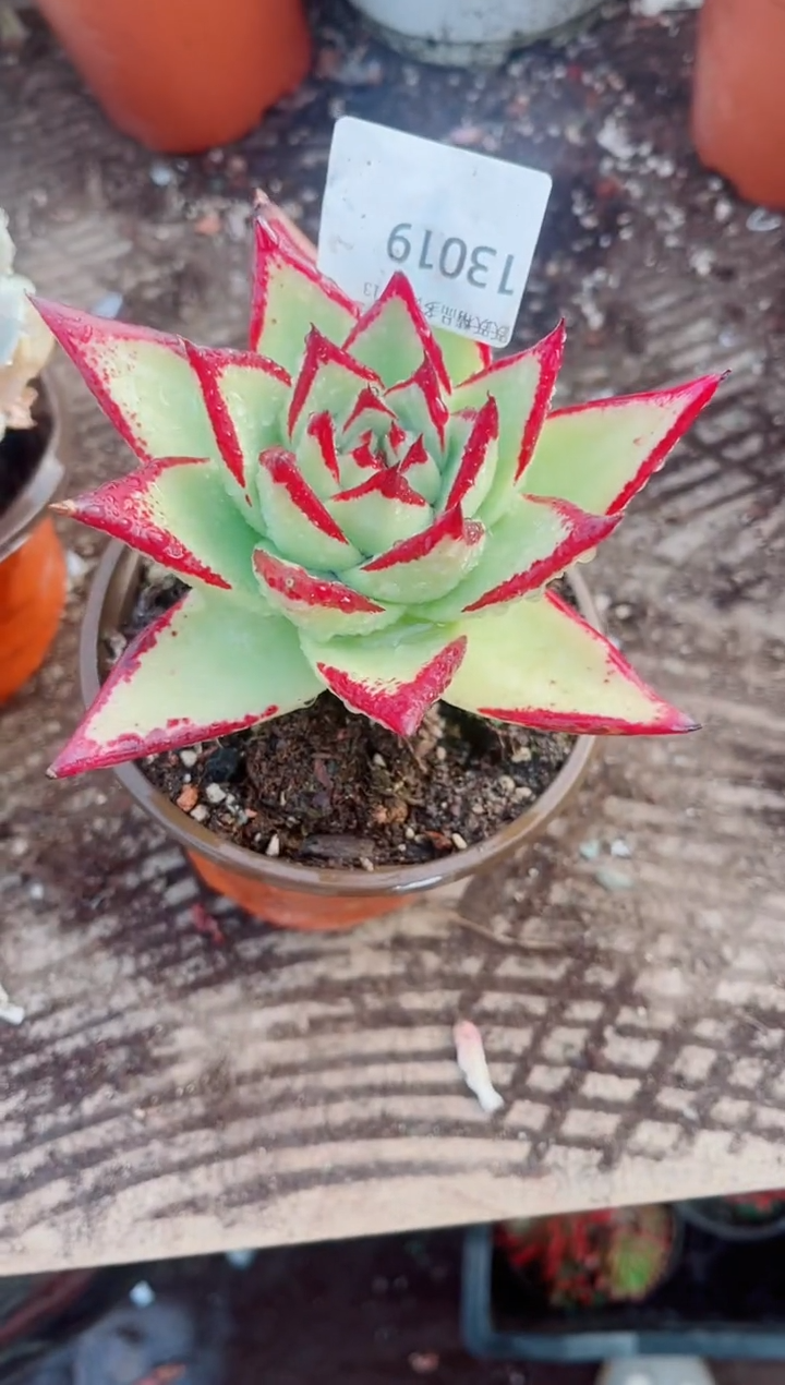 E****?跃跃精品多肉13019