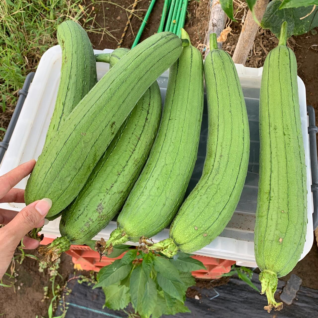 【蔬菜组合】丝瓜2斤/茭白一斤/豇豆一斤/茄子一斤