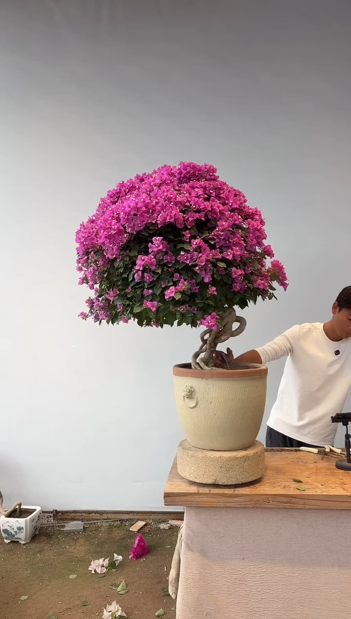 全部花朵策**腾三角梅65