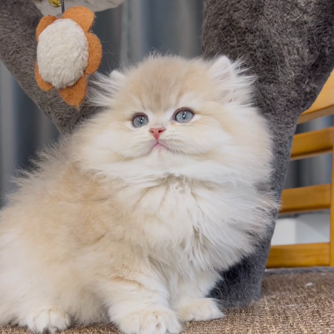 猫咪小队宠物活体全品种全款链接