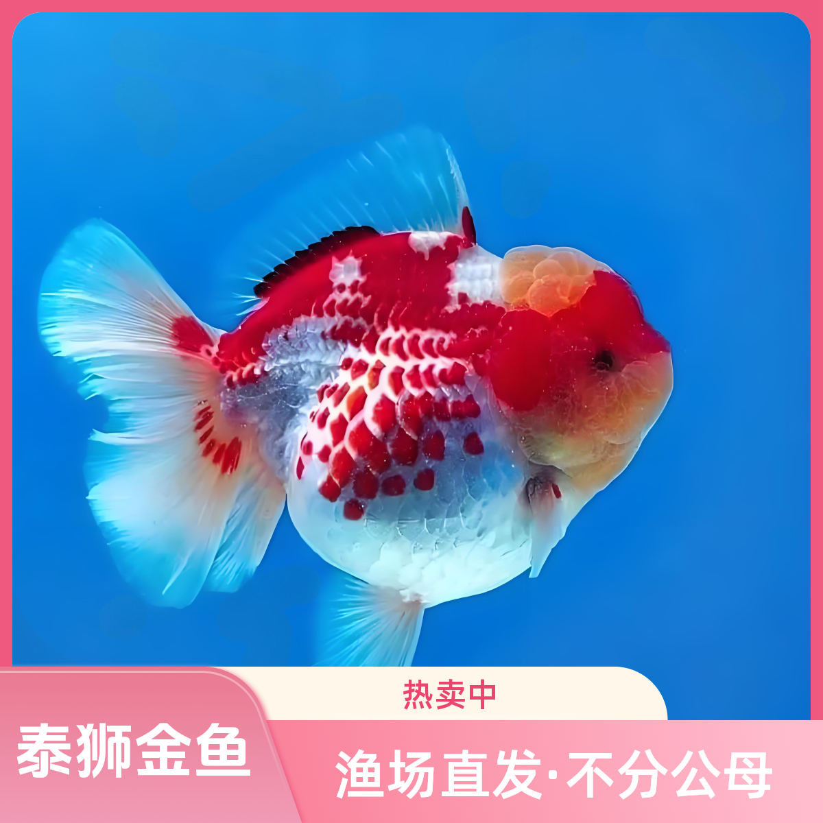 将军泰狮金鱼（无完整开箱视频不售后，直播专用私拍不发货）