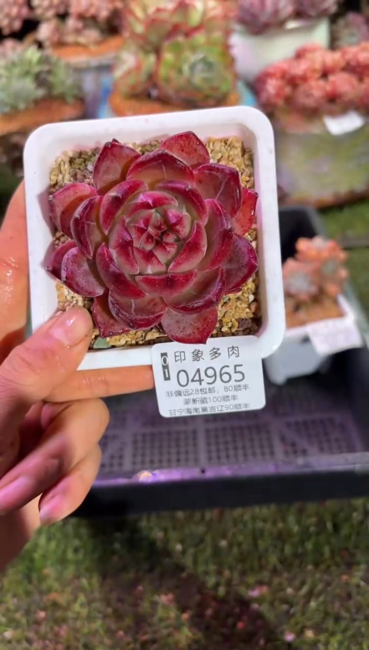 【闪购商品】04965