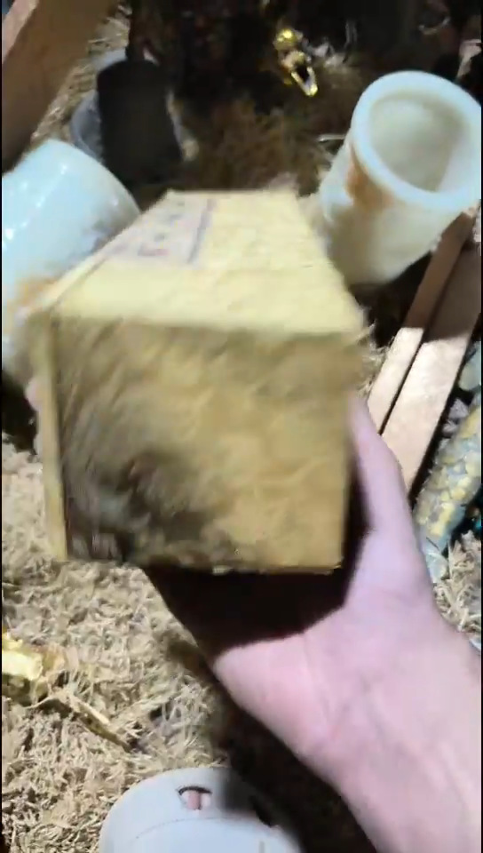 香榧木（1个小复利）
