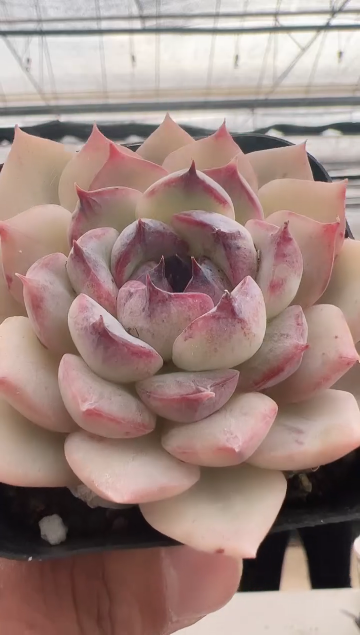 【闪购商品】新款多肉-88