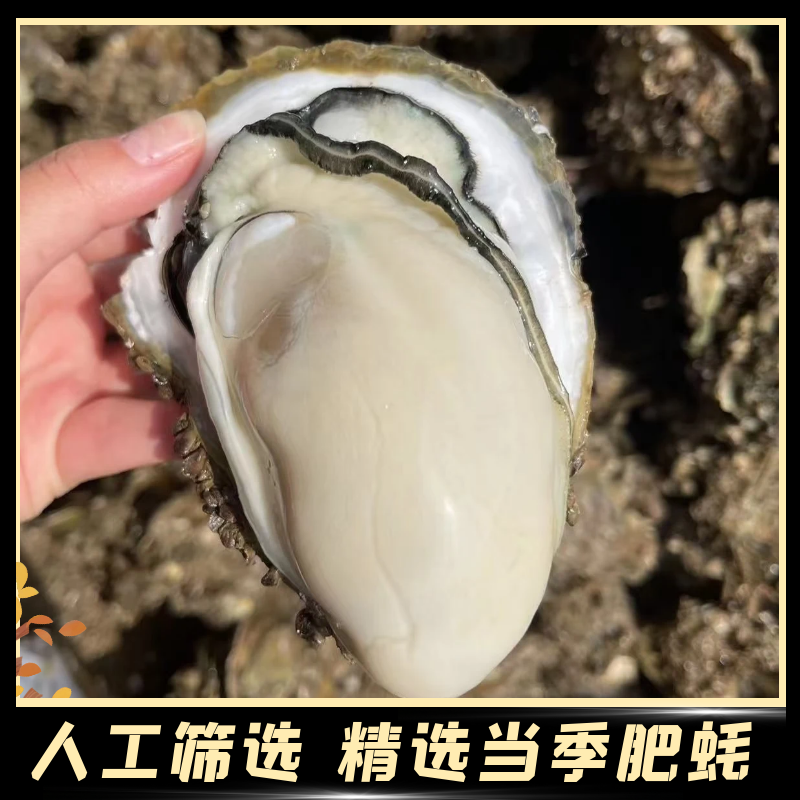 【特大蚝】台山生蚝新鲜现剥川岛生蚝鲜甜脆口无渣不缩水1罐1斤
