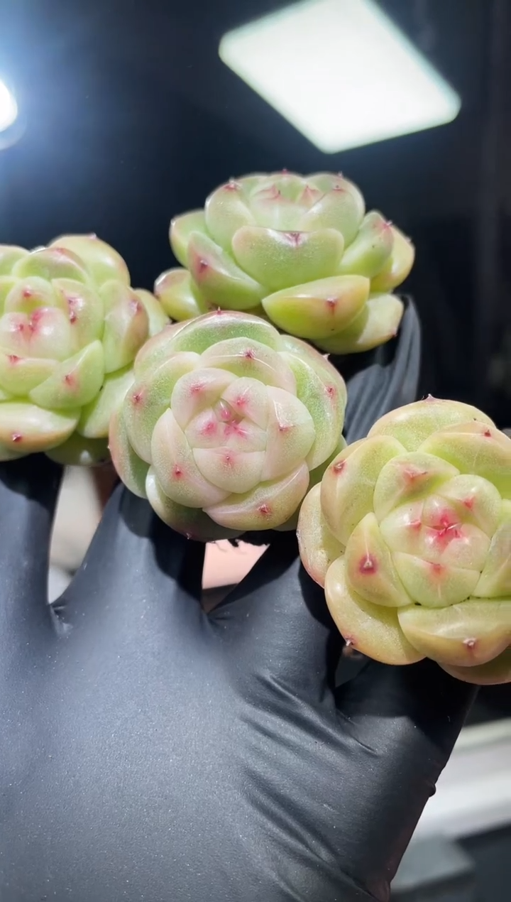 闪购757 翡18多肉一颗   3.8-4厘米