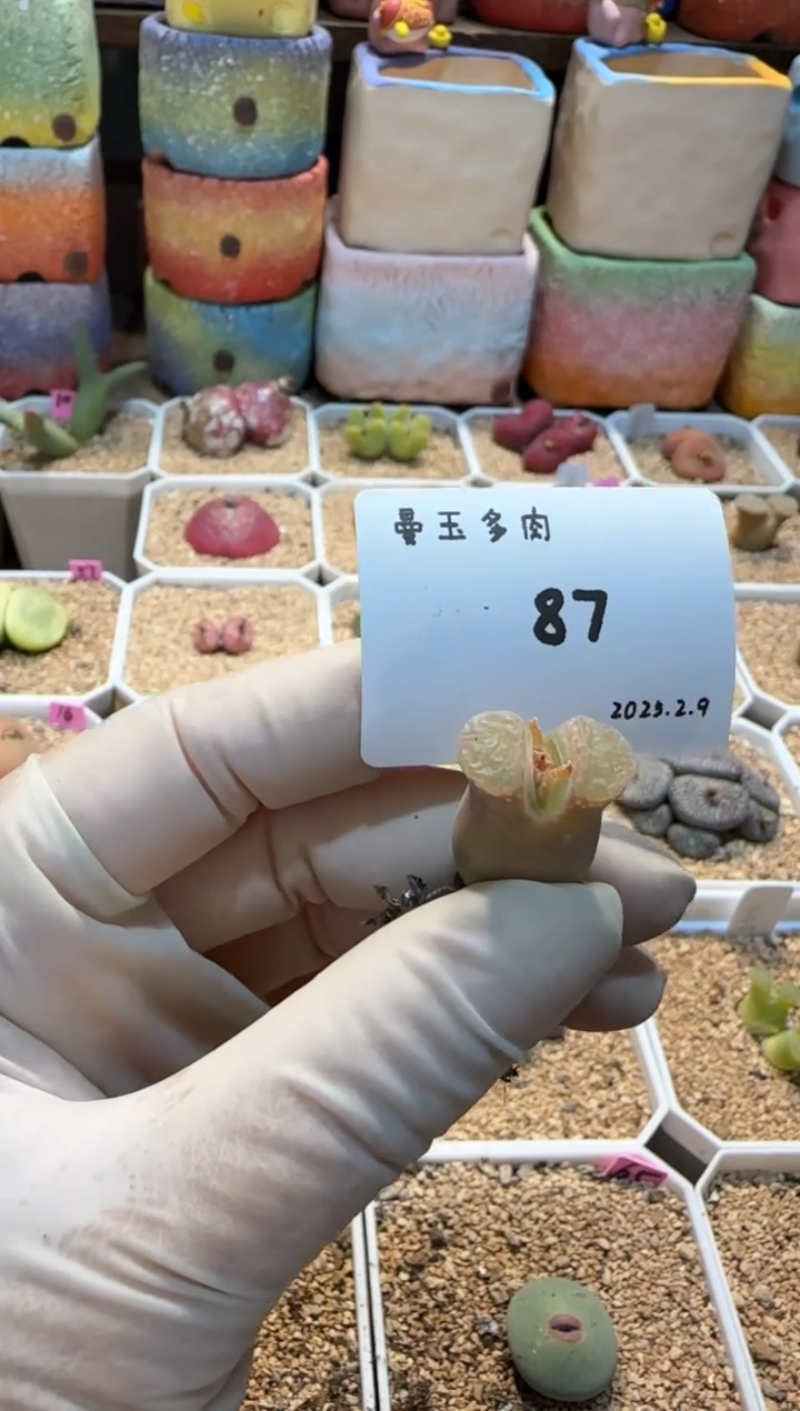 【闪购商品】25.2.9-87崔妞儿