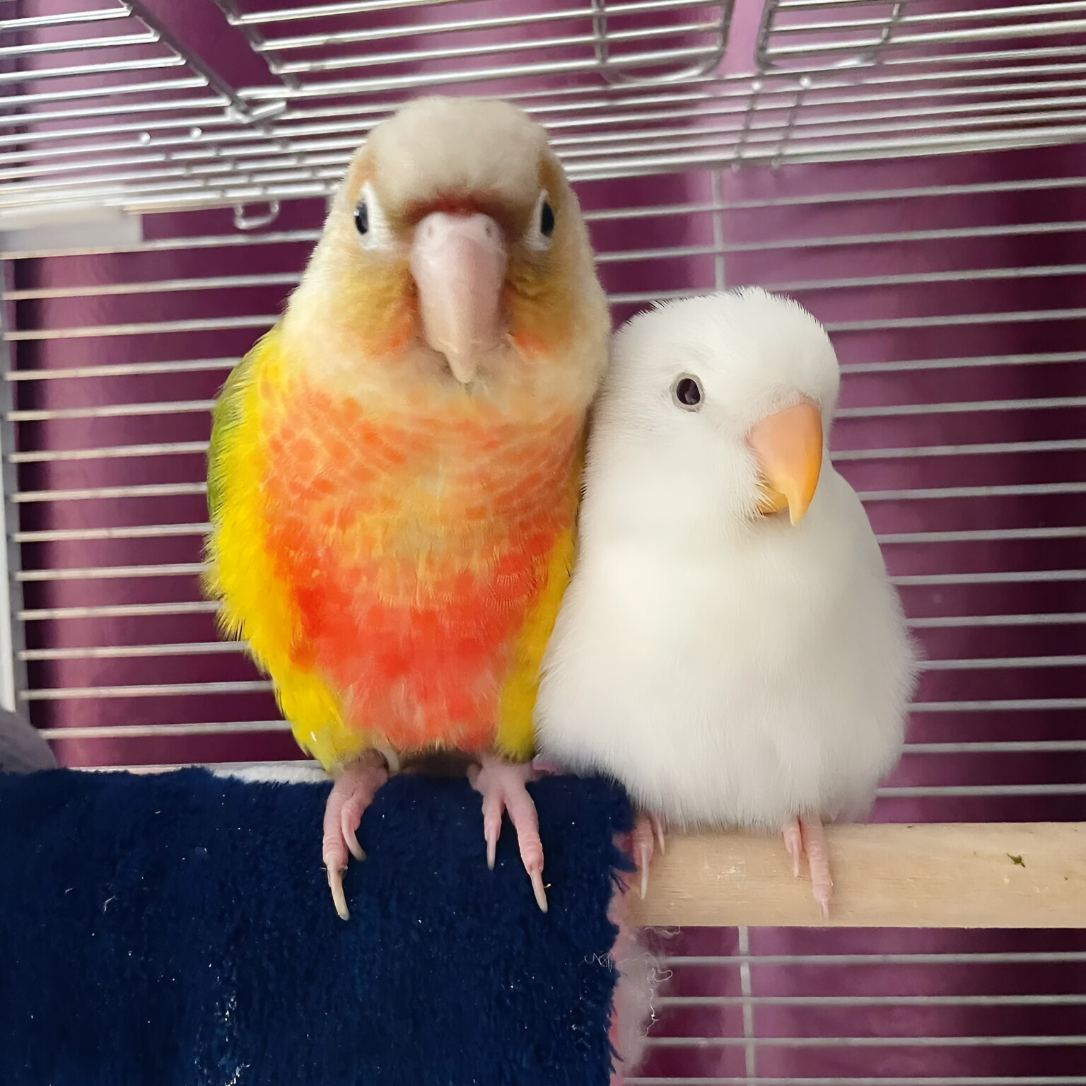 【双12】亲人顺丰鹦鹉活体可学舌情感需求高手养活泼粘人亲人小鸟