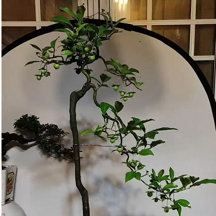 金弹子绿植盆景 一物一拍