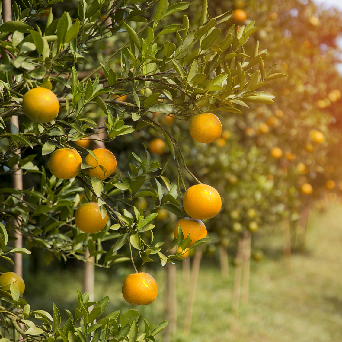 正宗赣南脐橙好吃皮薄肉多汁水充足老人小孩水果送礼首选精品果
