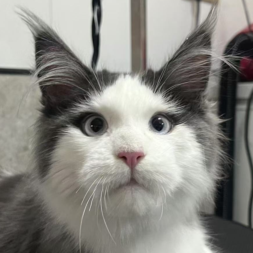 来了姊妹-蓝白双蓝眼缅因猫 弟弟 13