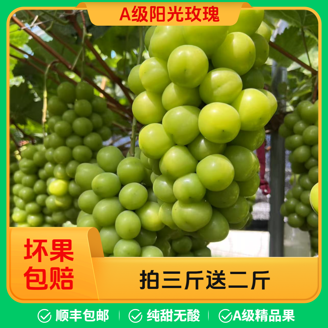 【大果升级特大果】带箱净重6斤/顺丰包邮大凉山A级阳光玫瑰葡萄