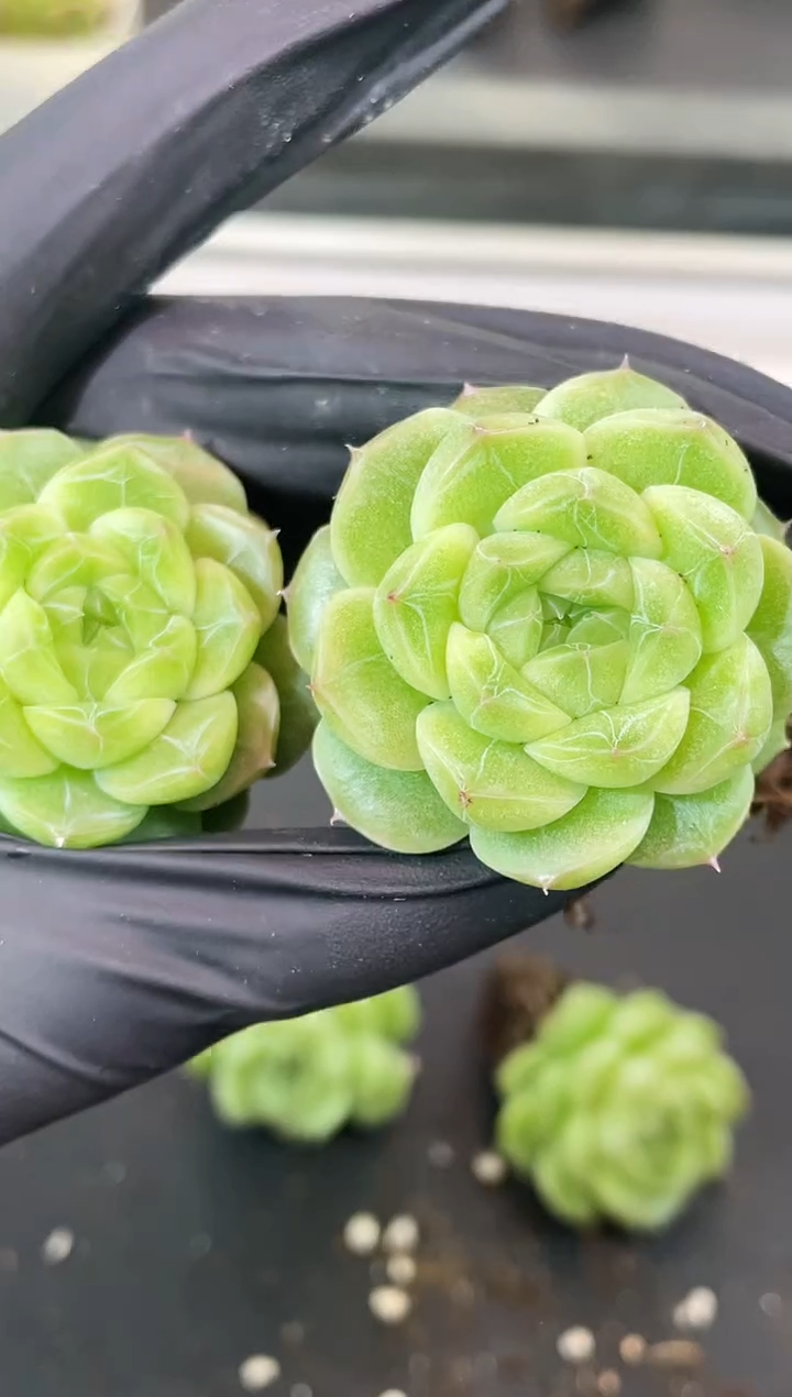 闪购1843  翡皇 多肉一颗  3.8厘米 