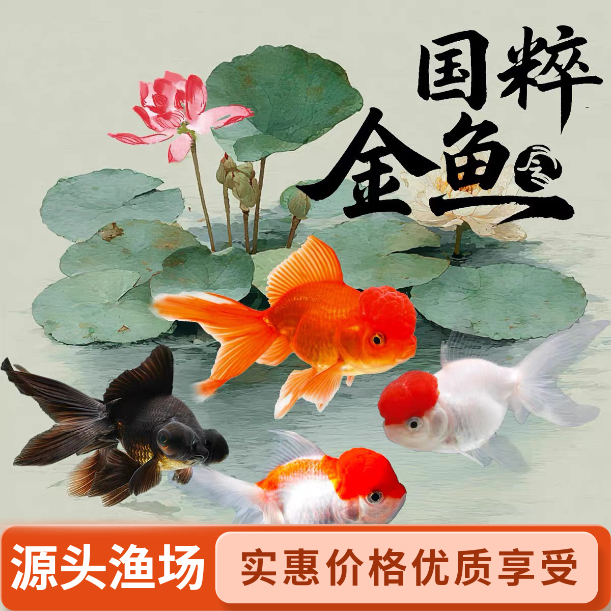 【黄金尺寸】精品国粹金鱼8-10cm 进阶好养好看超萌好物 全国包邮