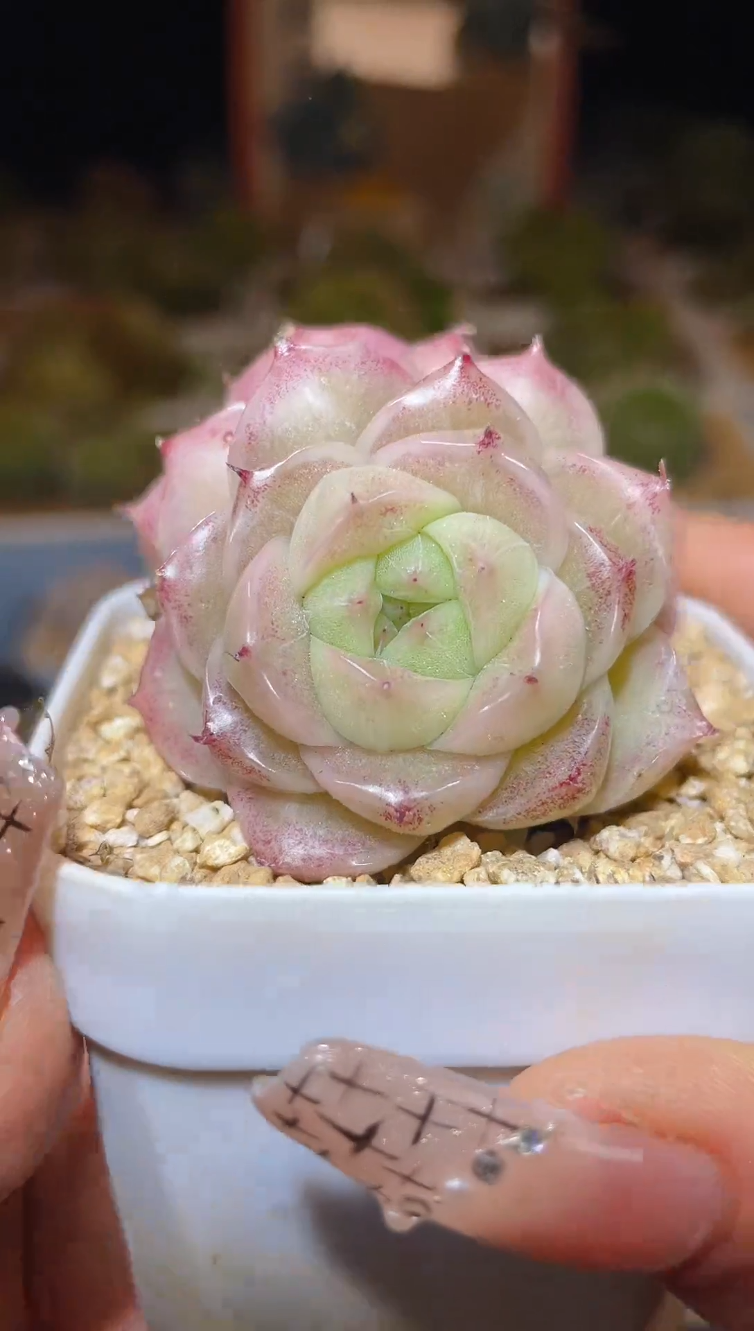 【闪购商品】153粉珠光麦秆