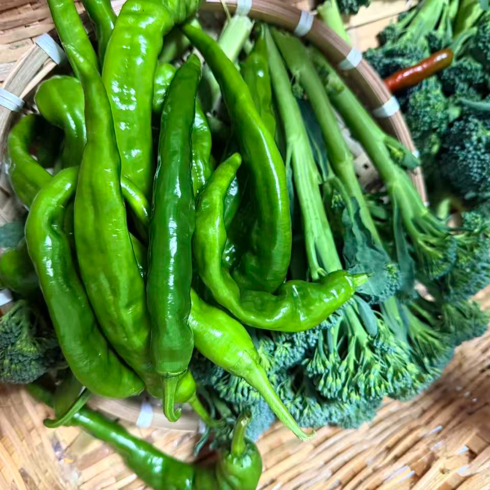 {青椒西兰苔组合}甜杆西兰苔 辣椒炒肉炒牛肉农家自种