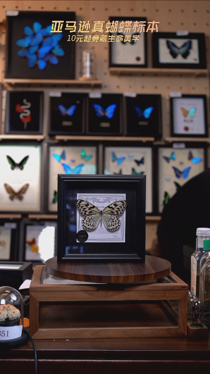大帛斑蝶盲盒版7寸方框