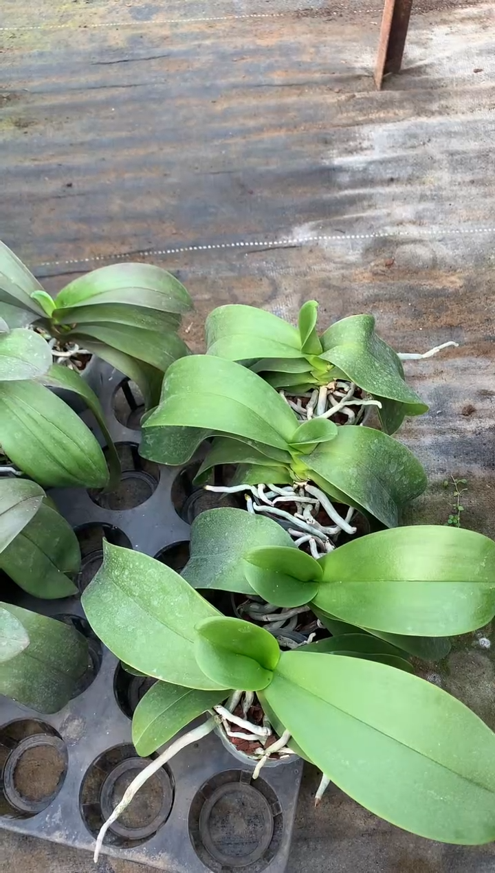 完全开放白优雅随单