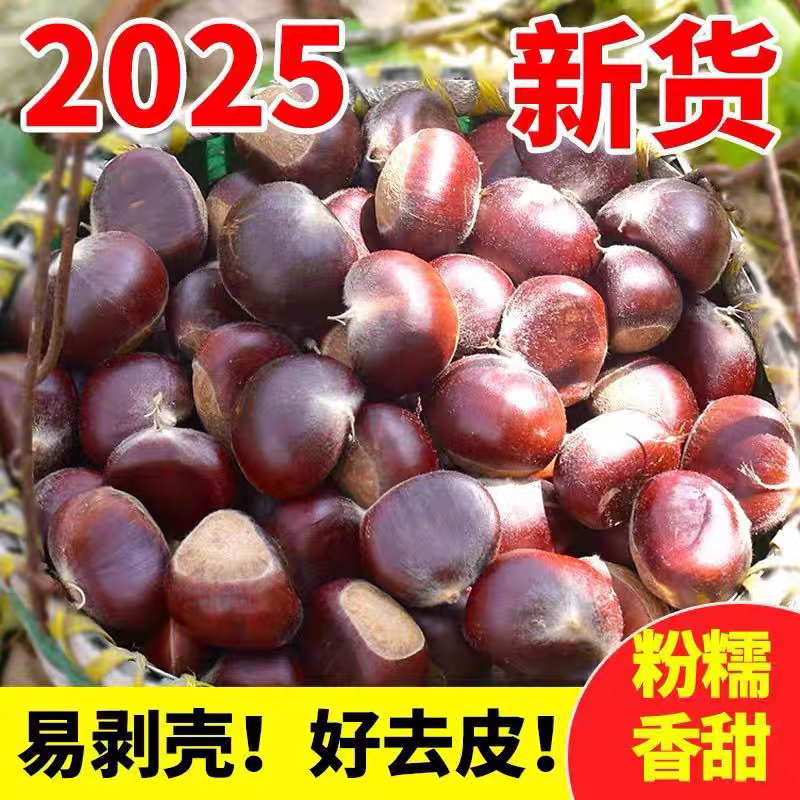 2025年板栗生新鲜栗子嫩板栗仁带壳现摘青栗子信阳板栗好去内皮