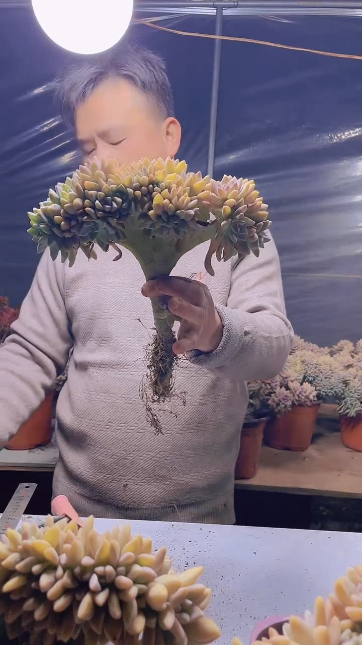 【闪购商品】缀化123