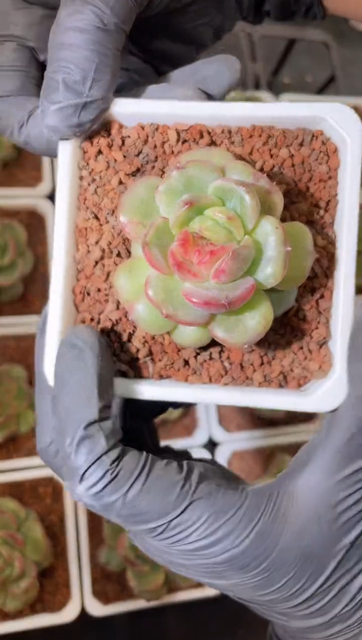 特殊珍妮多肉植物一颗