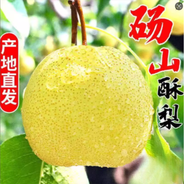 砀山酥梨当季新鲜水果脆甜多汁皮薄整箱老树梨子正宗砀山梨
