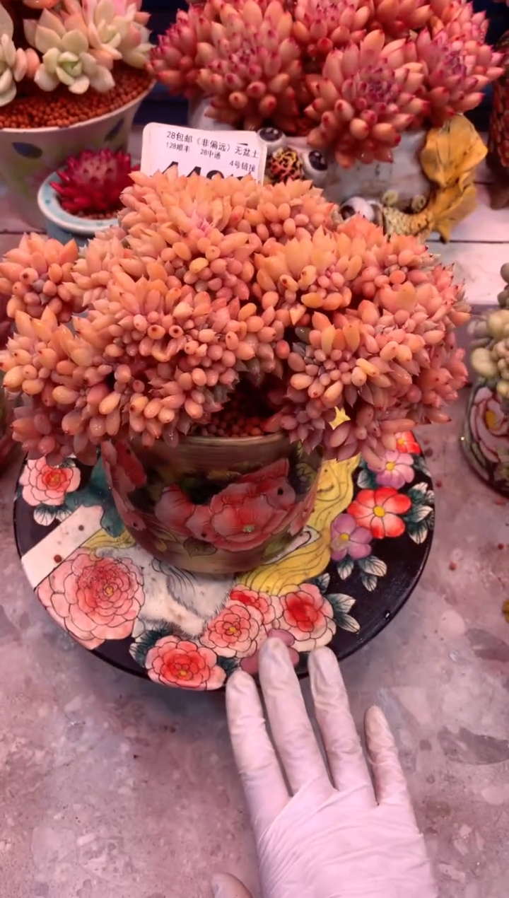 胖美人缀448G（一物一拍，精品多肉，w所见即所得 ）