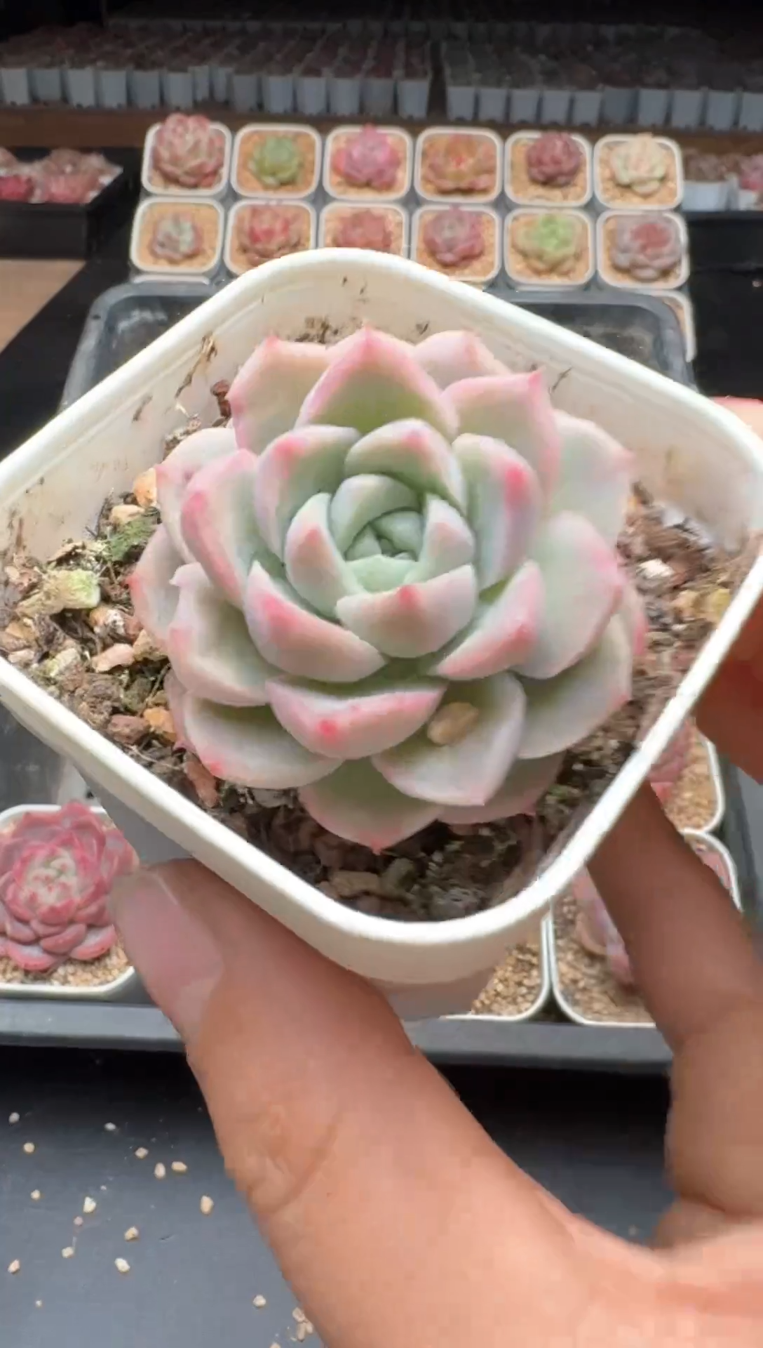 【闪购商品】847A物拍多肉带盆土6.5杯拍3颗包柚