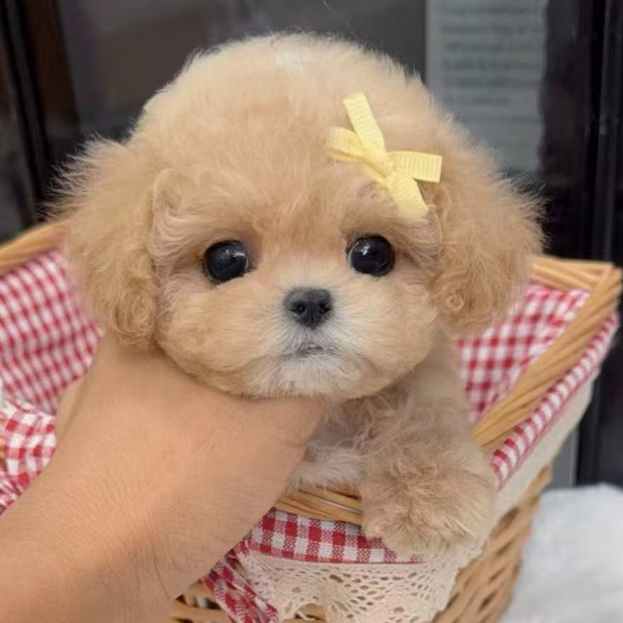 西亚斯的宠物小院