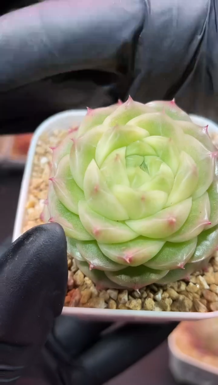 闪购479 果冻包包多肉一颗  4厘米