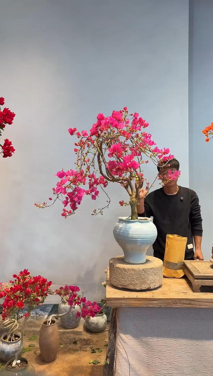 以实际为准三角梅8