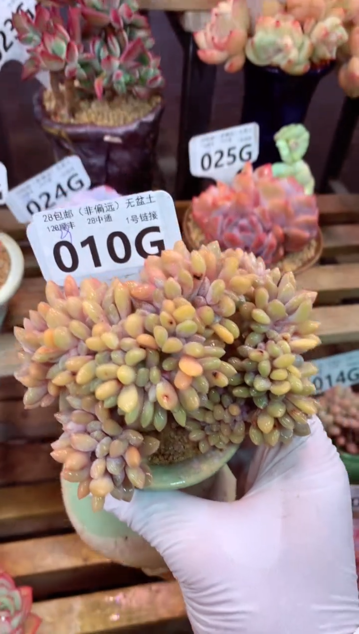 010G（一物一拍，精品多肉，w所见即所得 ）