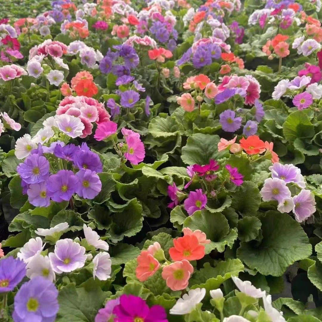 四季樱草盆栽带花苞四季开花耐寒植株阳台庭院好养花卉