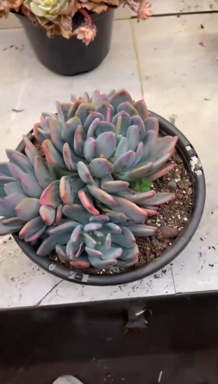 【闪购商品】125灰姑娘