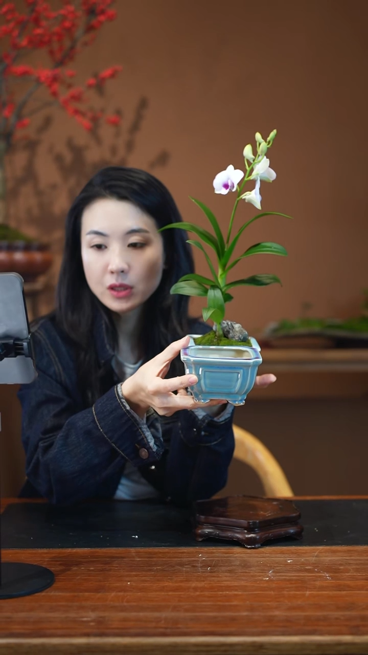 全部花朵石斛兰盆景盆景盆景