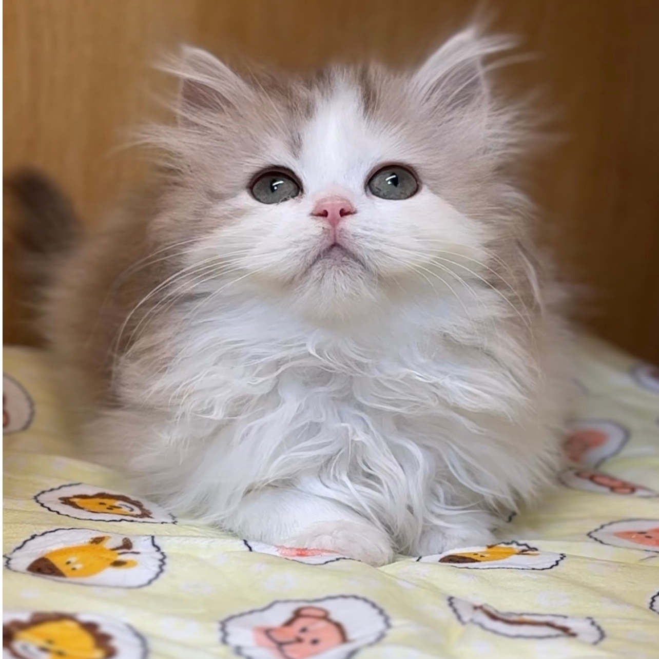 超可爱猫咪全品种猫咪直播专用链接猫砂