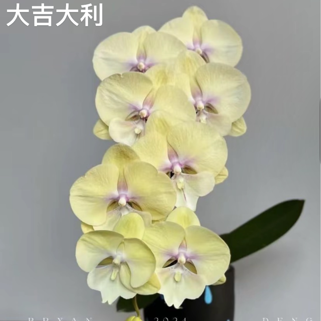 【大吉大利带剑带花苞】3.5寸杯含花剑蝴蝶兰客厅绿植盆