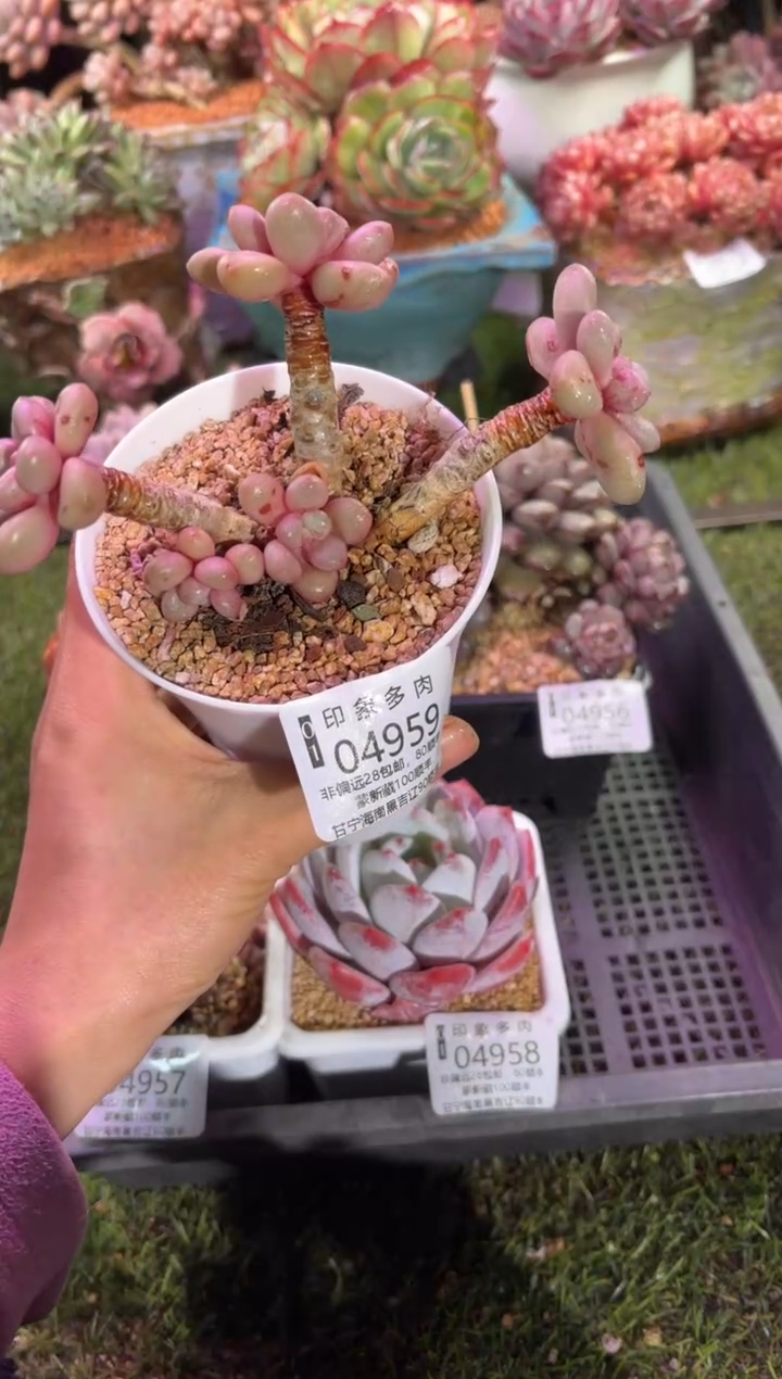 【闪购商品】04959