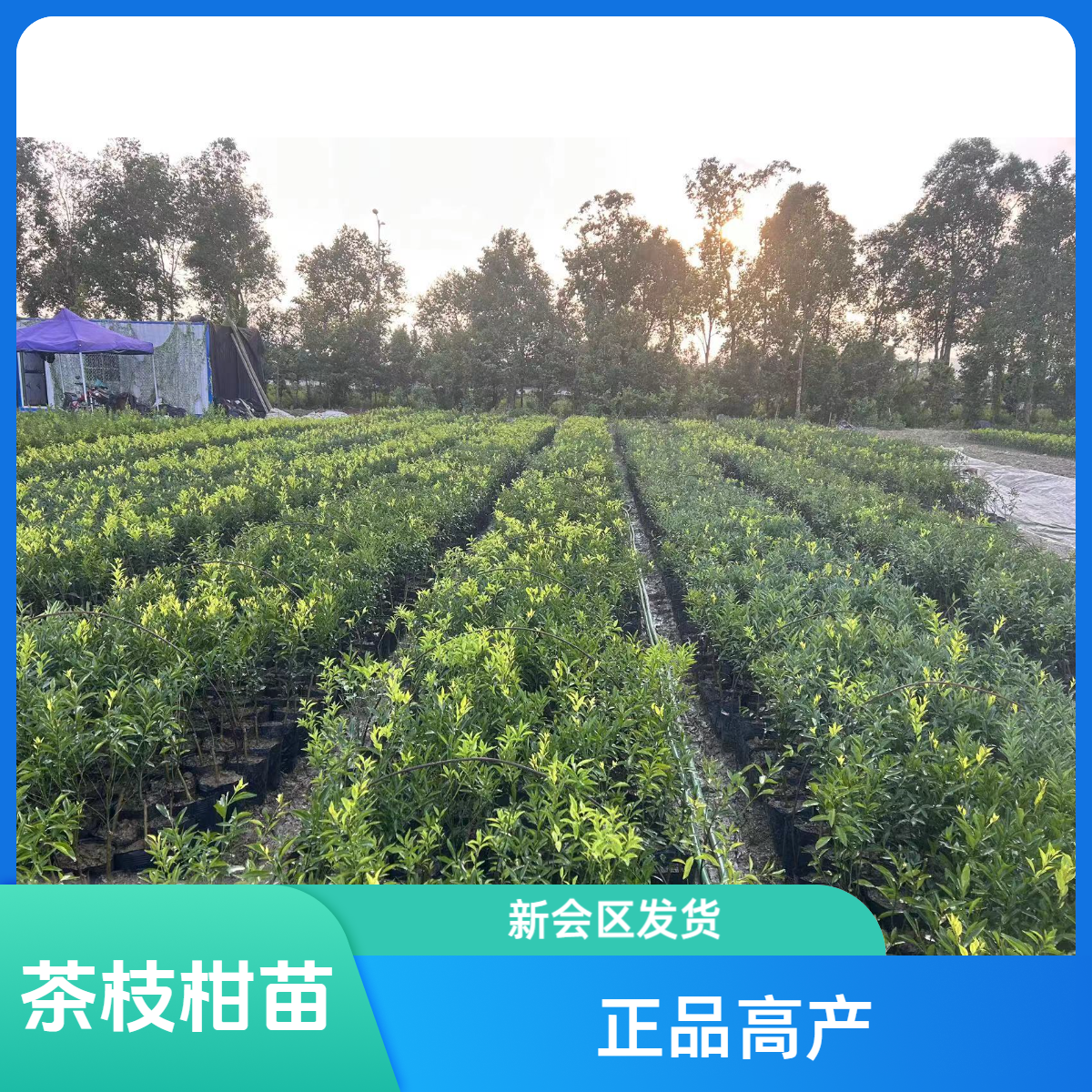 正宗茶枝柑【陈皮柑苗 新会区发货】大红柑 小青柑 杯苗 高产陈皮树