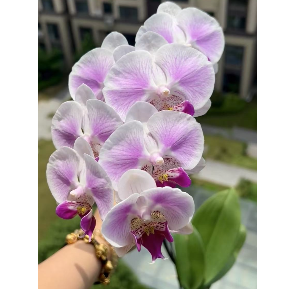 珠光花瓣 稀少 1花剑【鹭岛西施】蝴蝶兰超大花 花期久好养