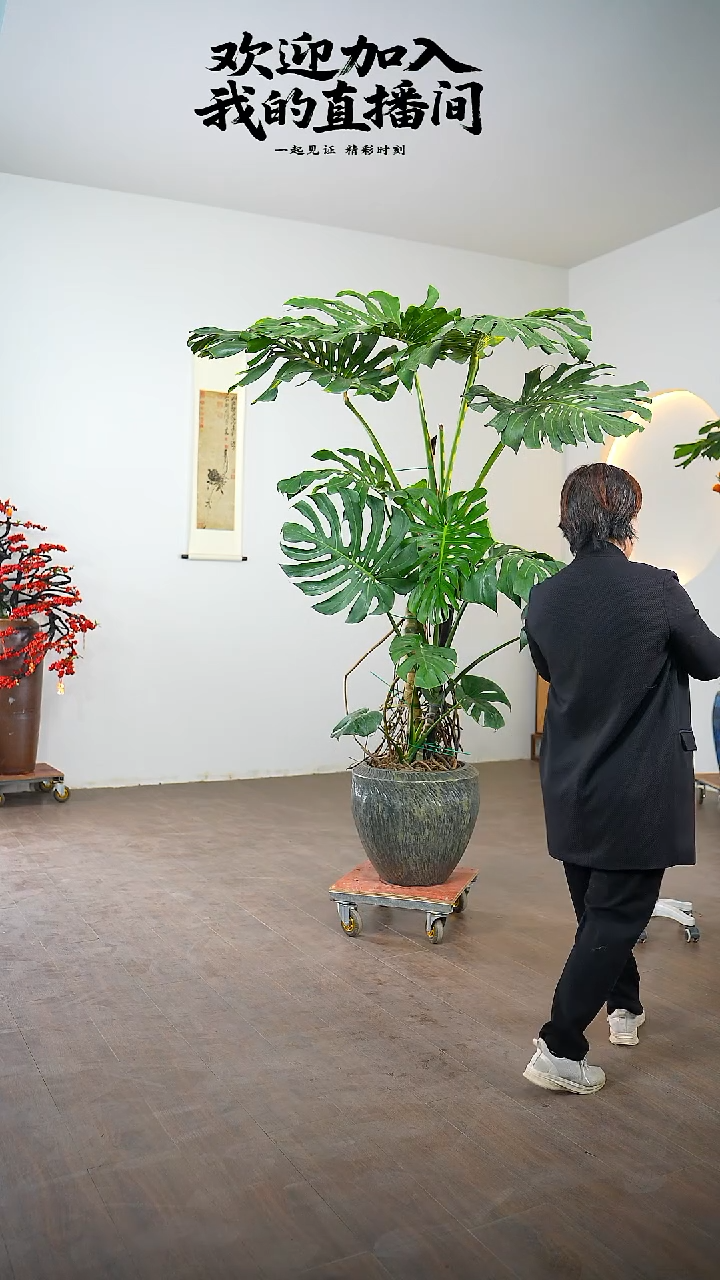 完全开放夜**风一物一拍大龟背竹