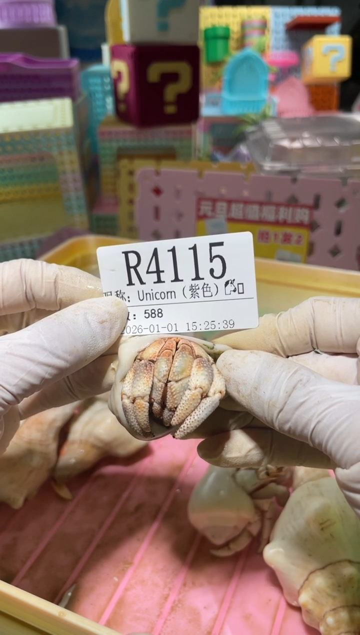 U****️陌派有钳寄居蟹4115