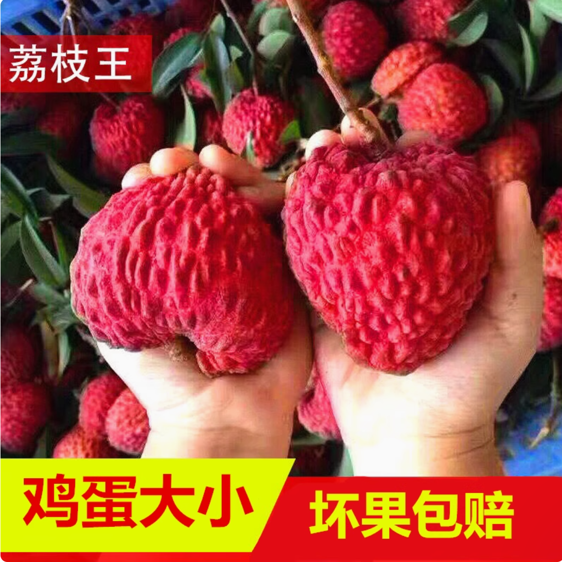 【顺丰/菜鸟次日达】海南超大火山岩荔枝王1-9斤 坏果包赔新鲜