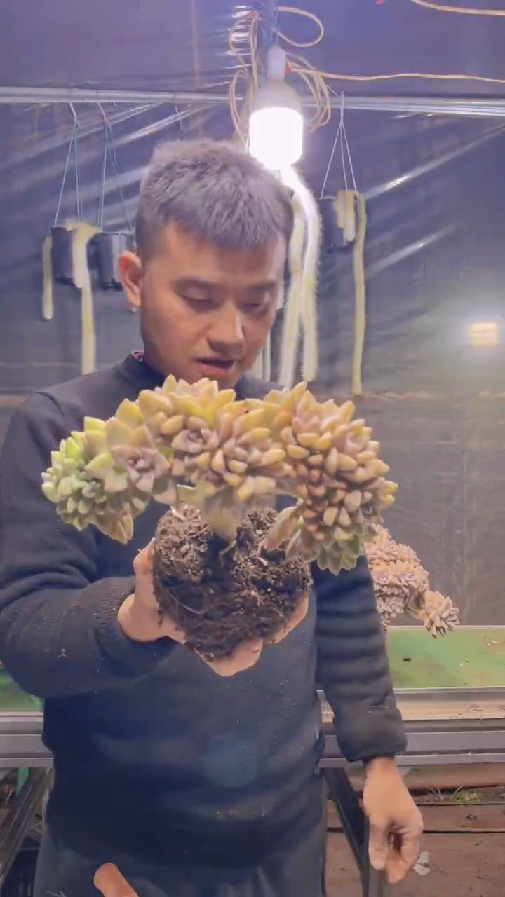 263淡雪缀化一物一拍
