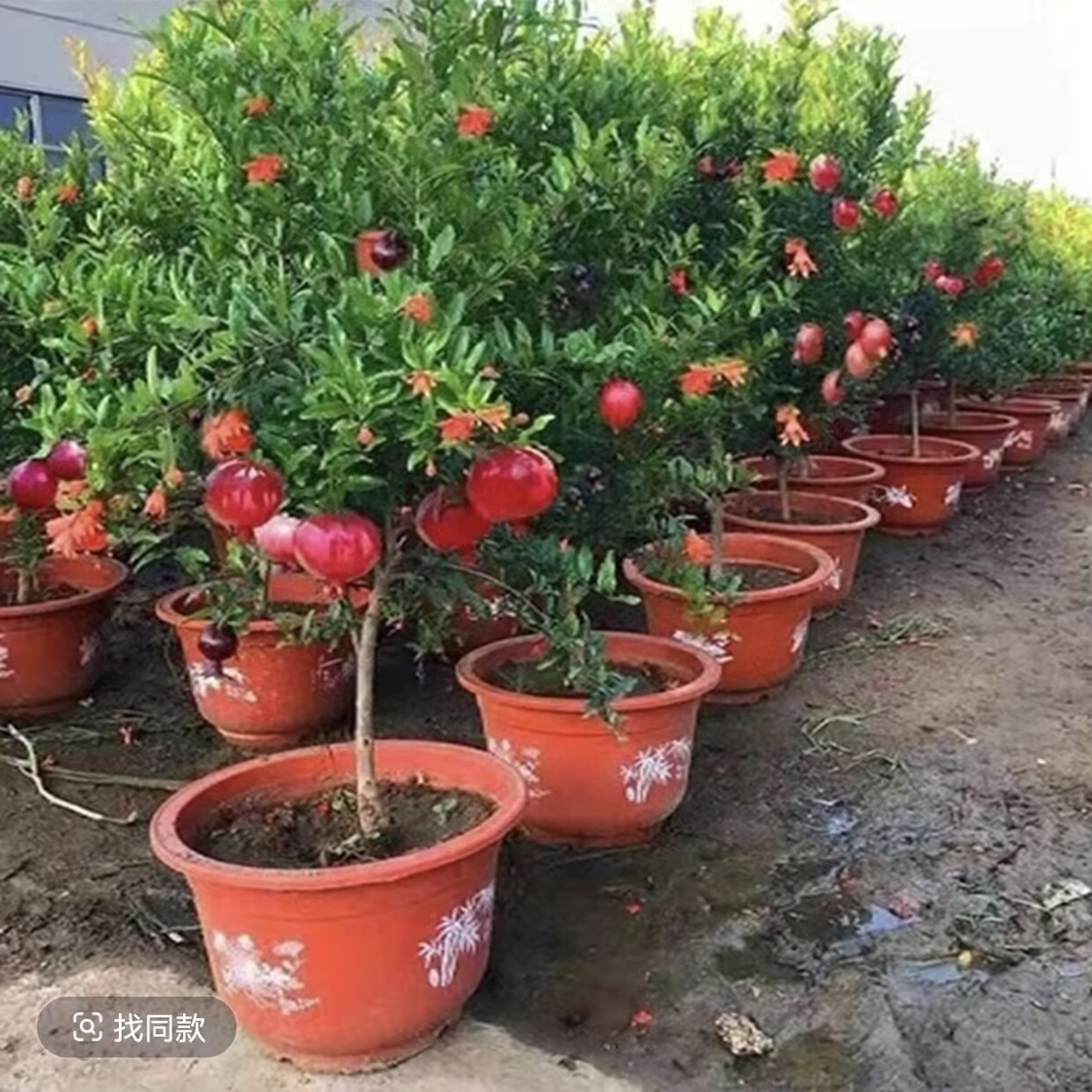 石榴树苗红宝石软籽蒙阳红大红袍黑软籽盆栽地载阳台庭院