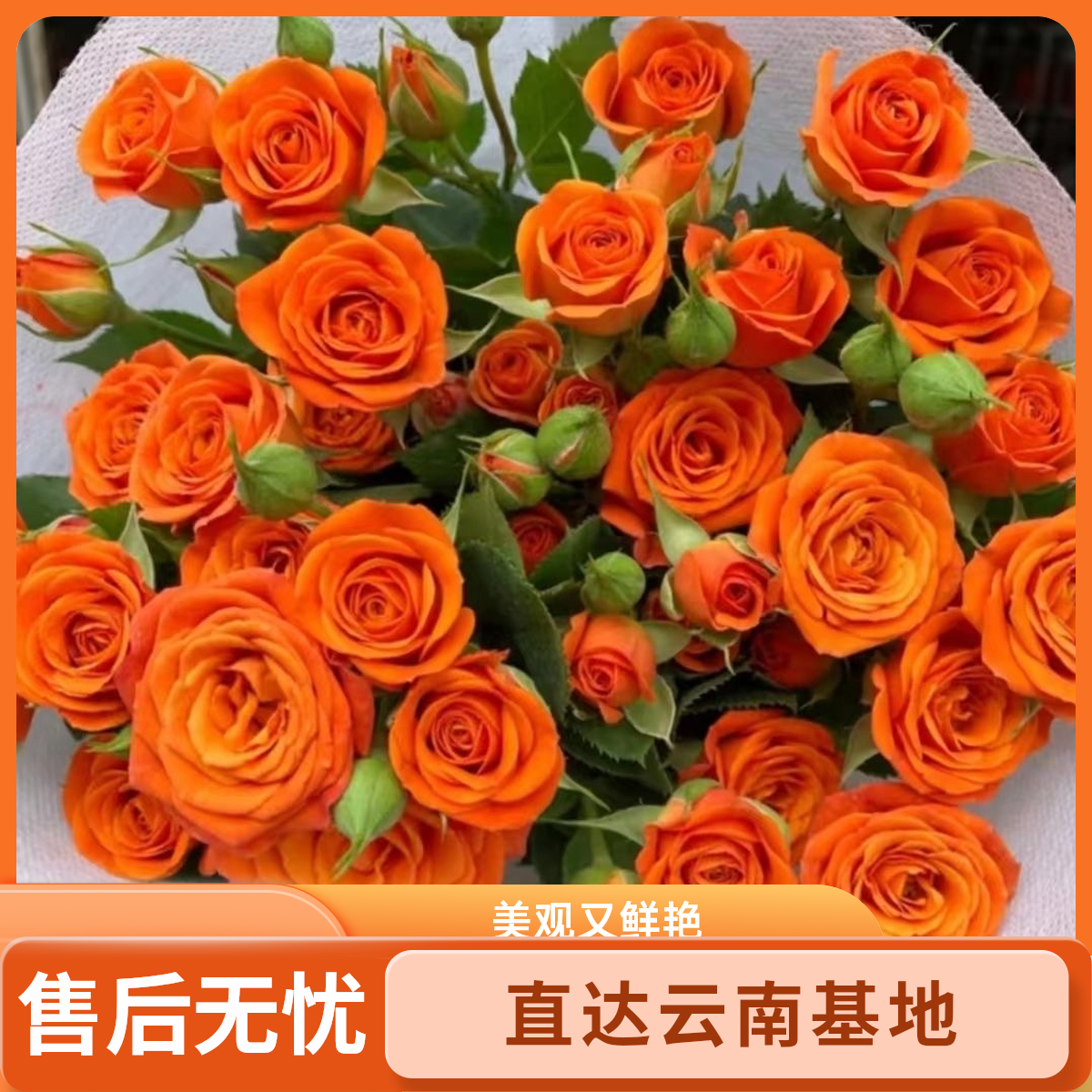 橙色芭比多头玫瑰新鲜鲜花花束适合客厅装饰
