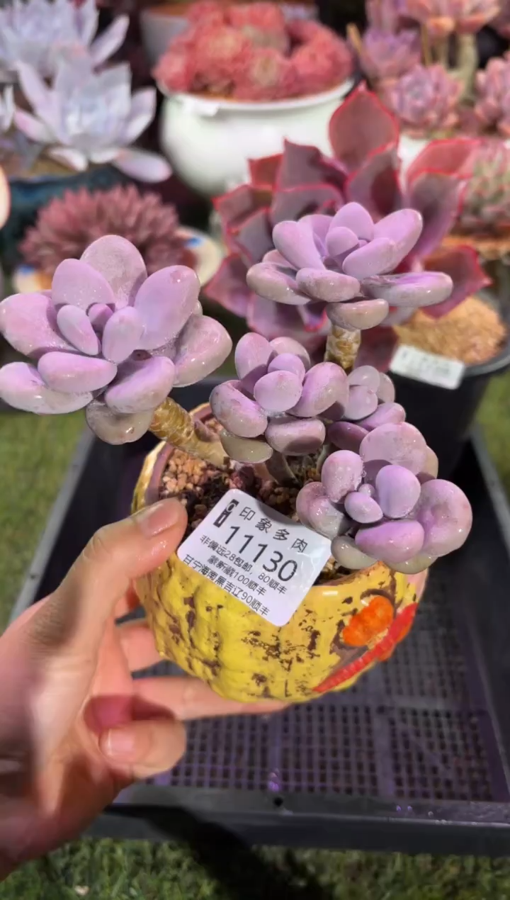 【闪购商品】11130