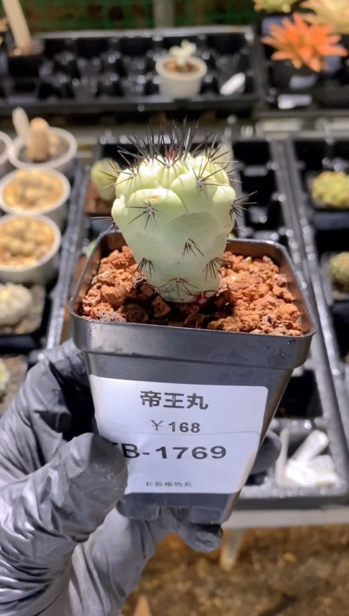 【闪购商品】帝王丸FB-1769