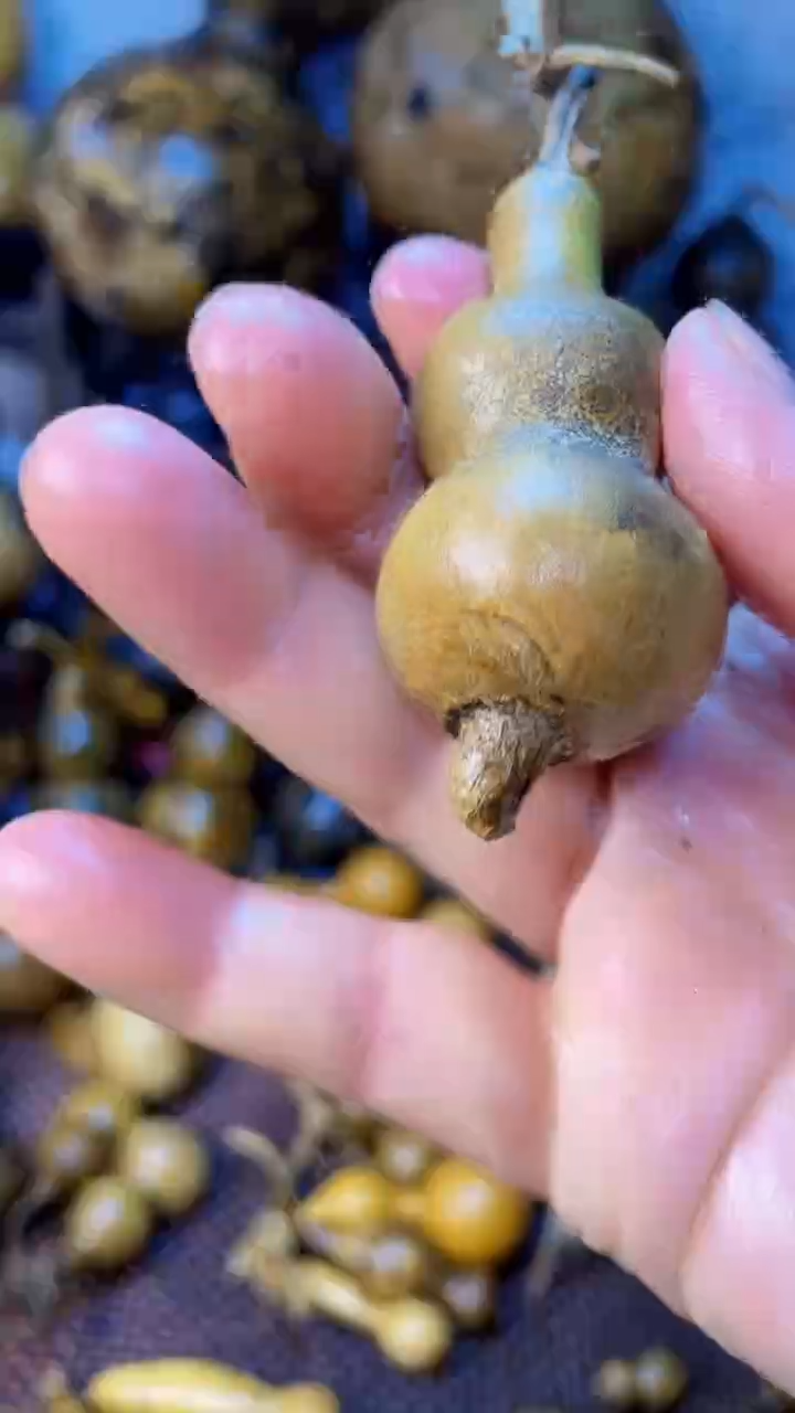 【闪购商品】葫芦葫芦葫芦葫芦葫芦