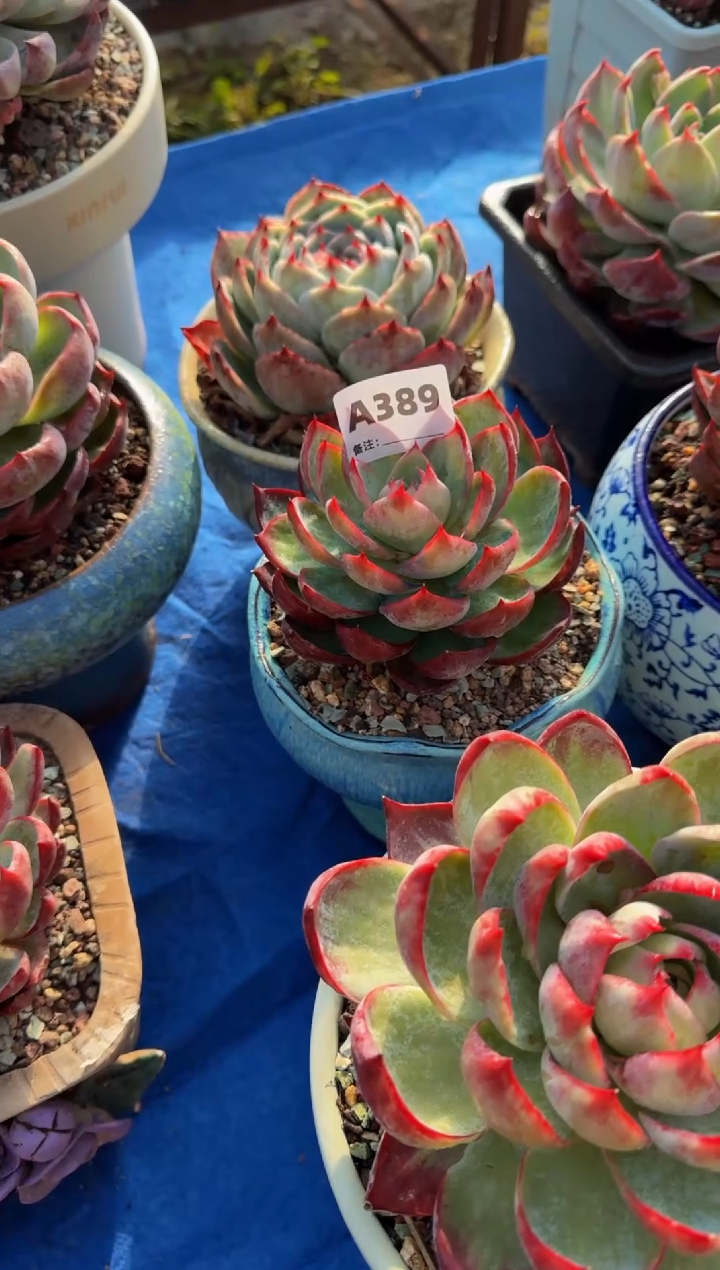 【闪购商品】A389惊鸿仙子（裸根发货）